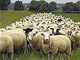 Schafe an der Elbe